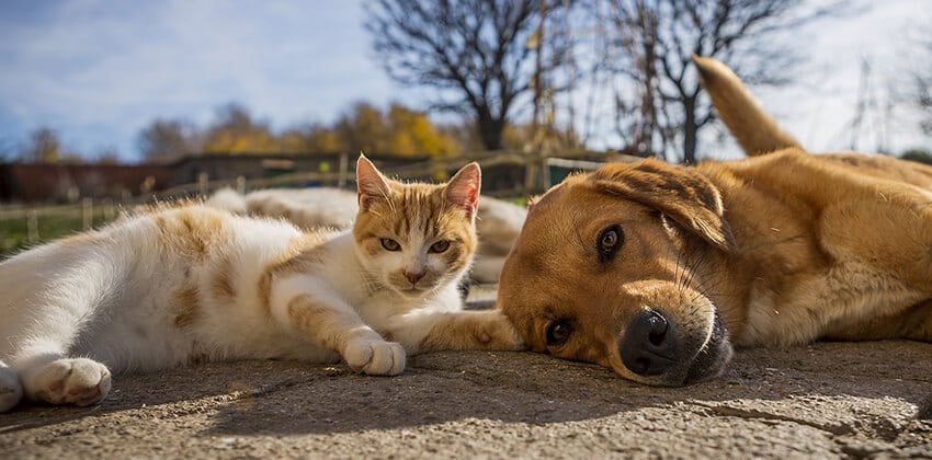 6 Ways to Turn a Love of Pets into Income